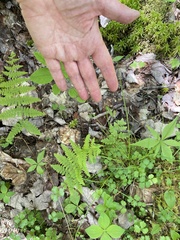 Carex brunnescens sphaerostachya