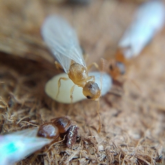 Temnothorax lichtensteini