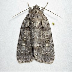 Acronicta modica