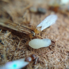 Temnothorax lichtensteini