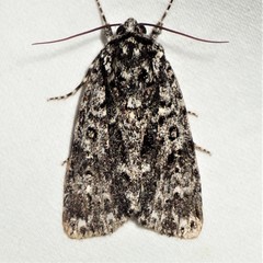 Acronicta impressa