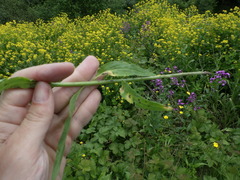 Hesperis pycnotricha