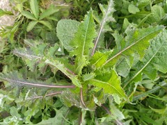 Sonchus asper