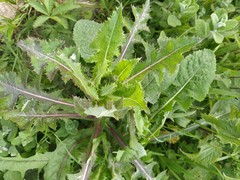 Sonchus asper