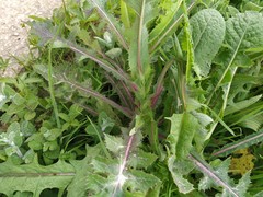 Sonchus asper