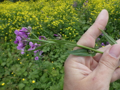 Hesperis pycnotricha