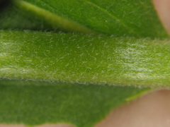 Hesperis pycnotricha