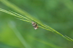 Syricoris