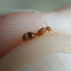 Temnothorax lichtensteini