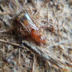 Temnothorax lichtensteini