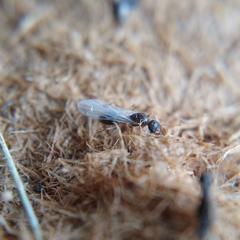 Temnothorax lichtensteini