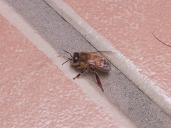 Apis mellifera