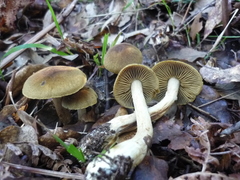 Cortinarius melanotus