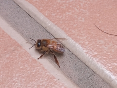 Apis mellifera