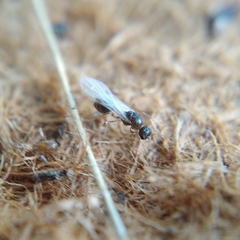 Temnothorax lichtensteini