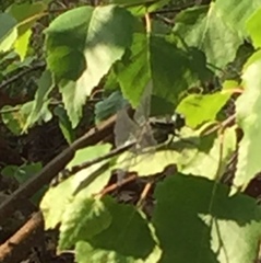 Gomphus