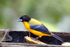 Anisognathus notabilis