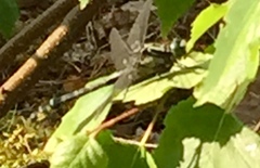 Gomphus