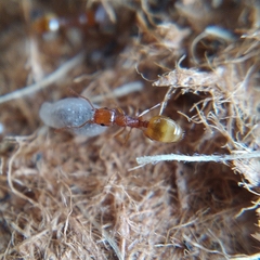 Temnothorax lichtensteini