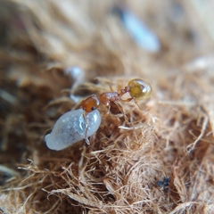 Temnothorax lichtensteini