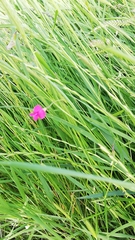 Lathyrus nissolia