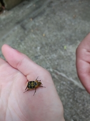 Trichius gallicus