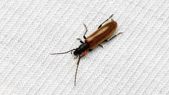 Sparedrus testaceus