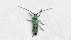 Saperda octopunctata