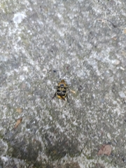 Trichius gallicus
