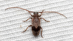 Exocentrus punctipennis