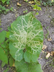 Phytomyza lappae