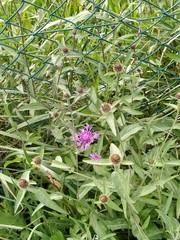 Centaurea