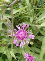 Centaurea
