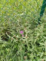 Centaurea
