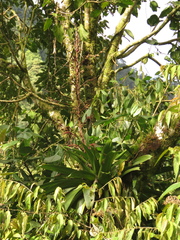 Tillandsia tovarensis