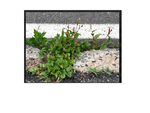 photo of Low Smartweed (Persicaria longiseta)