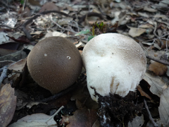Lycoperdon dermoxanthum