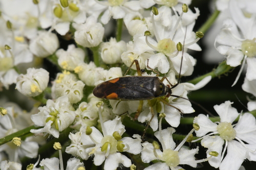 Photo of trivial plant bug (Closterotomus trivialis)