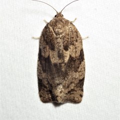 Choristoneura conflictana