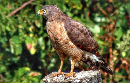 Roadside Hawk