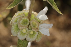 Lamiaceae