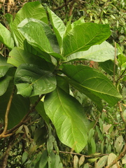 Macrocarpaea macrophylla