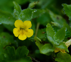 Erythranthe glabrata