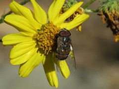Copestylum isabellina