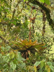 Tillandsia tovarensis