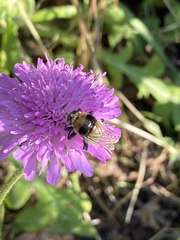 Merodon equestris