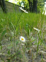 Leucanthemum vulgare