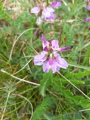 Astragalus alpinus