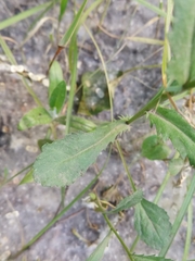 Leucanthemum vulgare