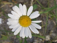 Leucanthemum vulgare
